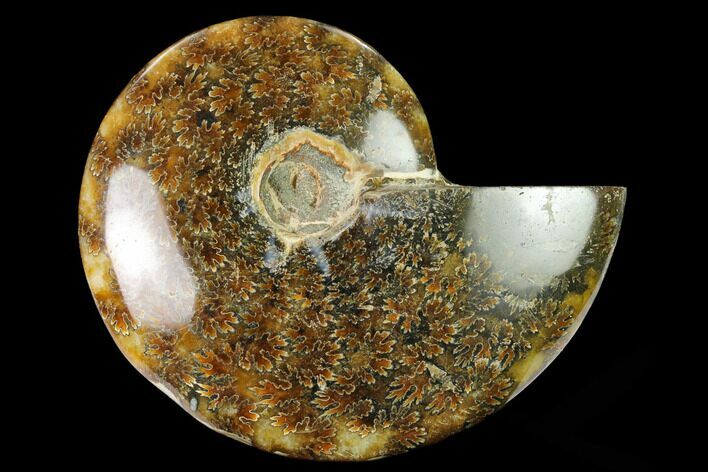 Polished Ammonite (Cleoniceras) Fossil - Madagascar #166677